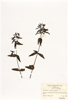 加拿大美耳草藏品圖，第1張